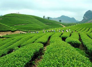 Ngỡ ngàng trước vẻ đẹp tươi xanh của Đồi chè Tân Cương