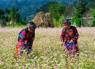Kinh nghiệm du lịch Hà Giang vô cùng bổ ích dành cho du khách Kinh nghiệm du lịch Hà Giang vô cùng bổ ích dành cho du khách