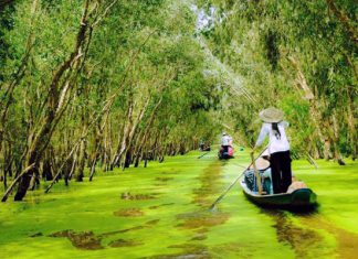 Khám phá vẻ đẹp tự nhiên tuyệt vời tại Rừng Tràm Trà Sư